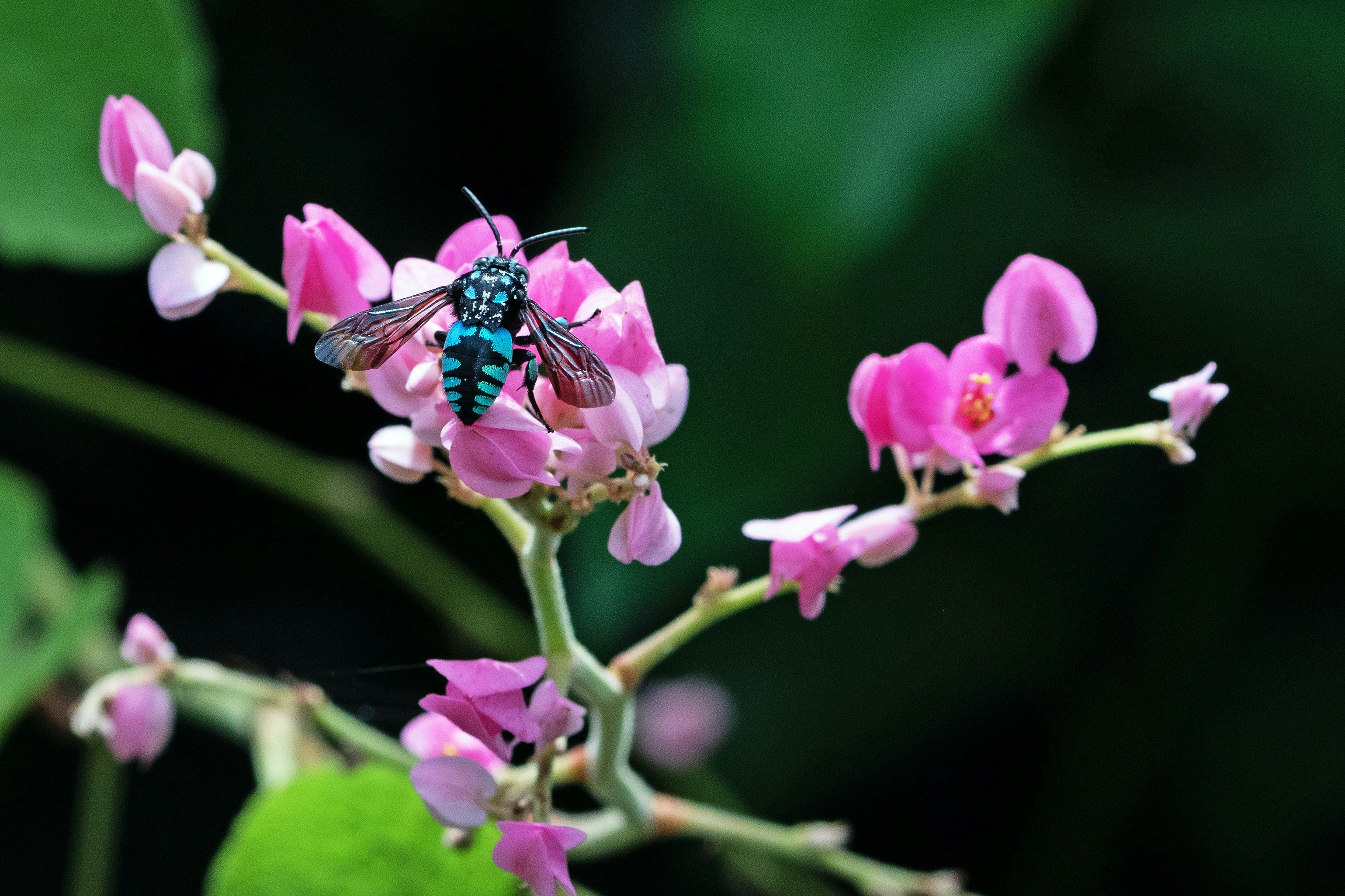 a bright blue and black bee resting on a pink flower