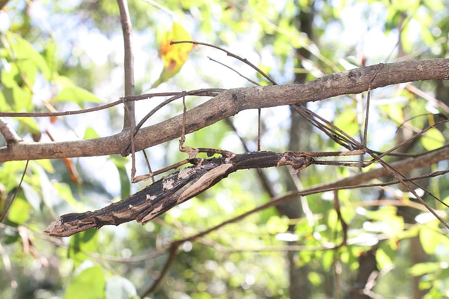 a large stick bug camouflaged on a stick in the woods