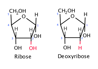 A diagram showing a five sided sugar molecule from RNA on the left and one from DNA on the right. The sugar from RNA has an extra oxygen that DNA is missing