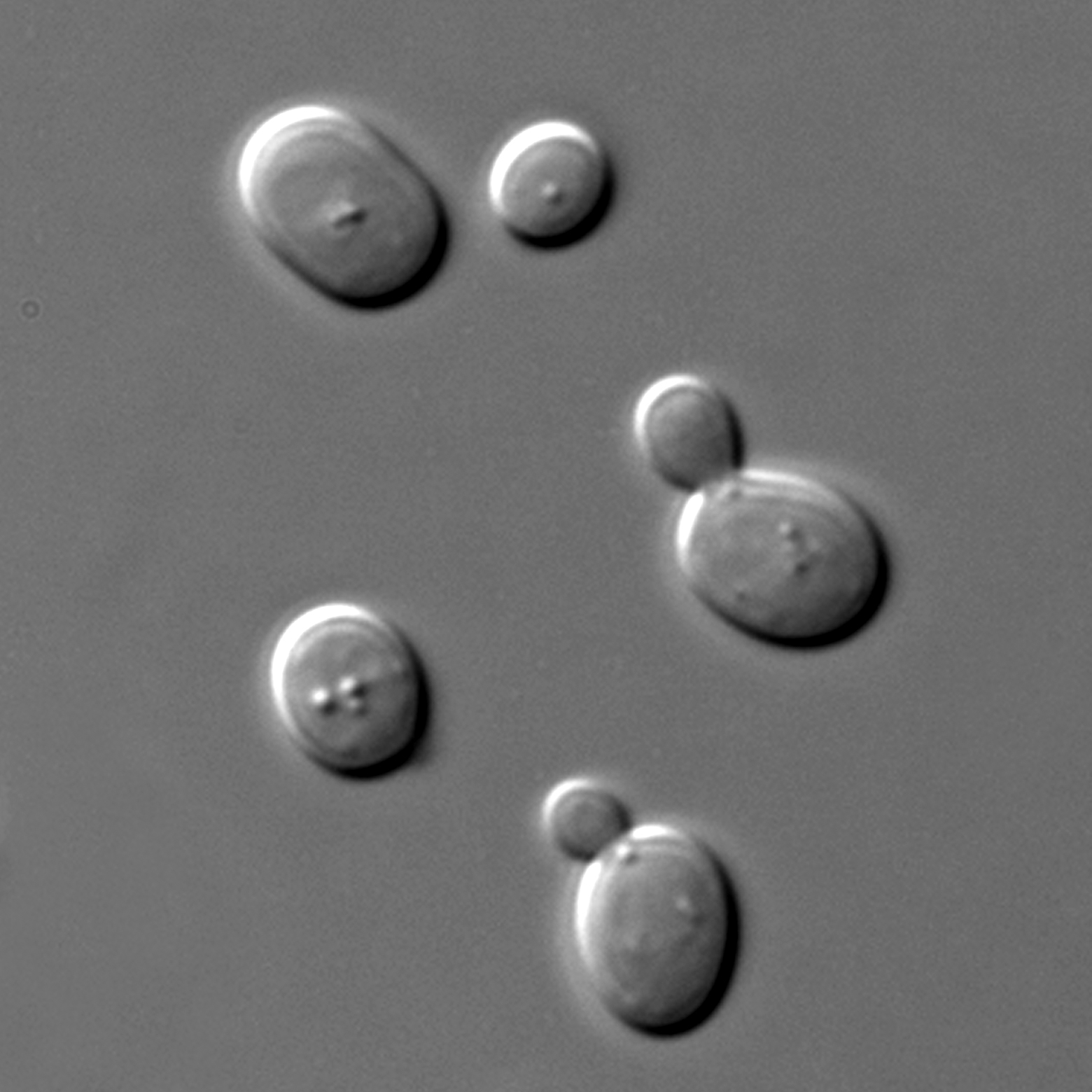 Single celled yeast seen under a microscope.