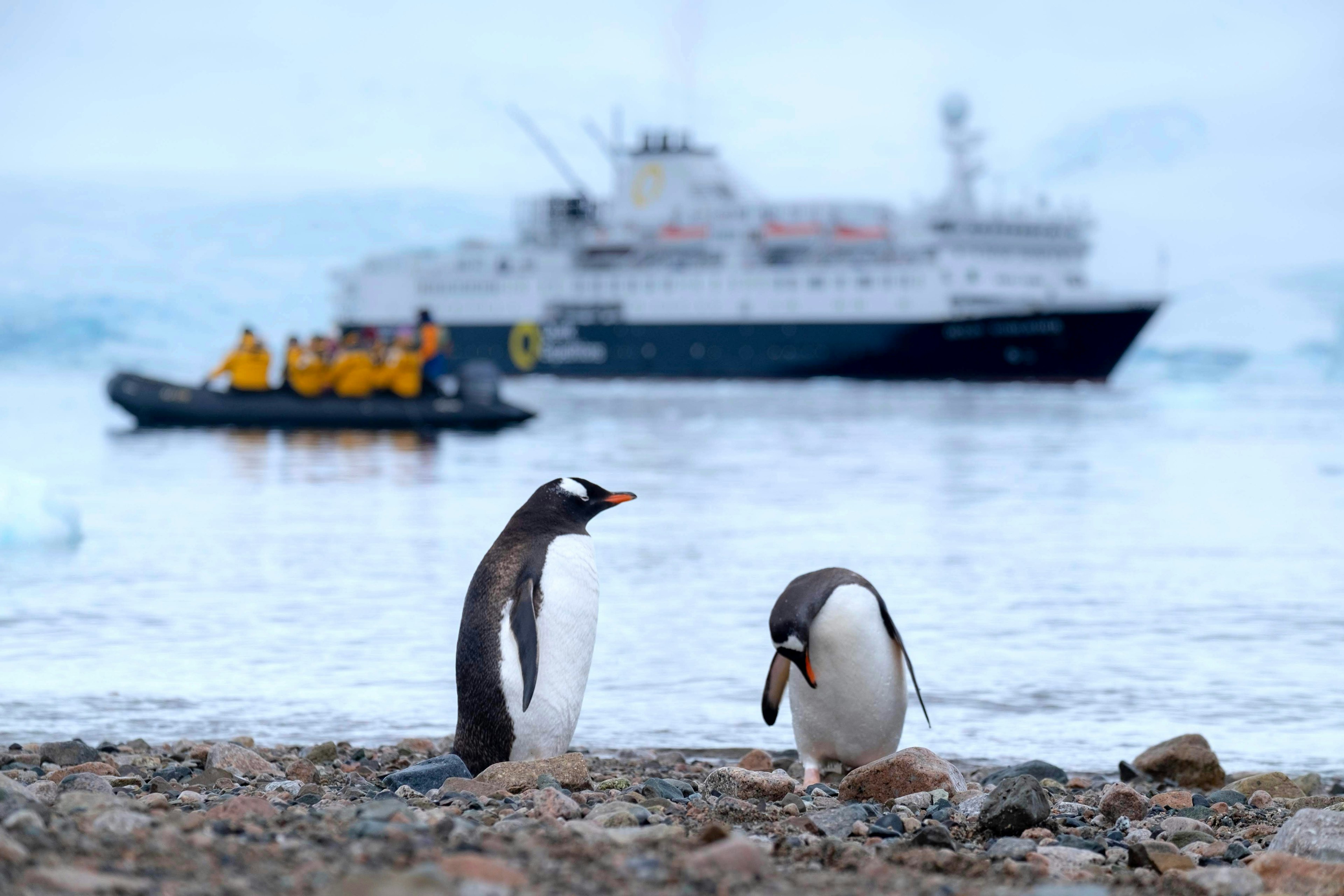 two penguins with ships in the background
