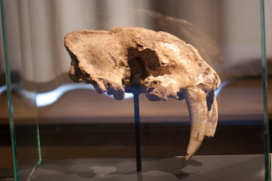 saber-tooth tiget skull