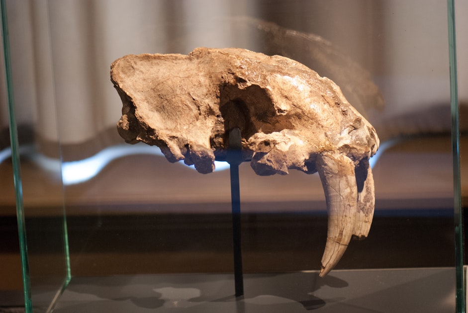 Sabre-toothed carnivores killed many types of prey in many ways - Massive Science