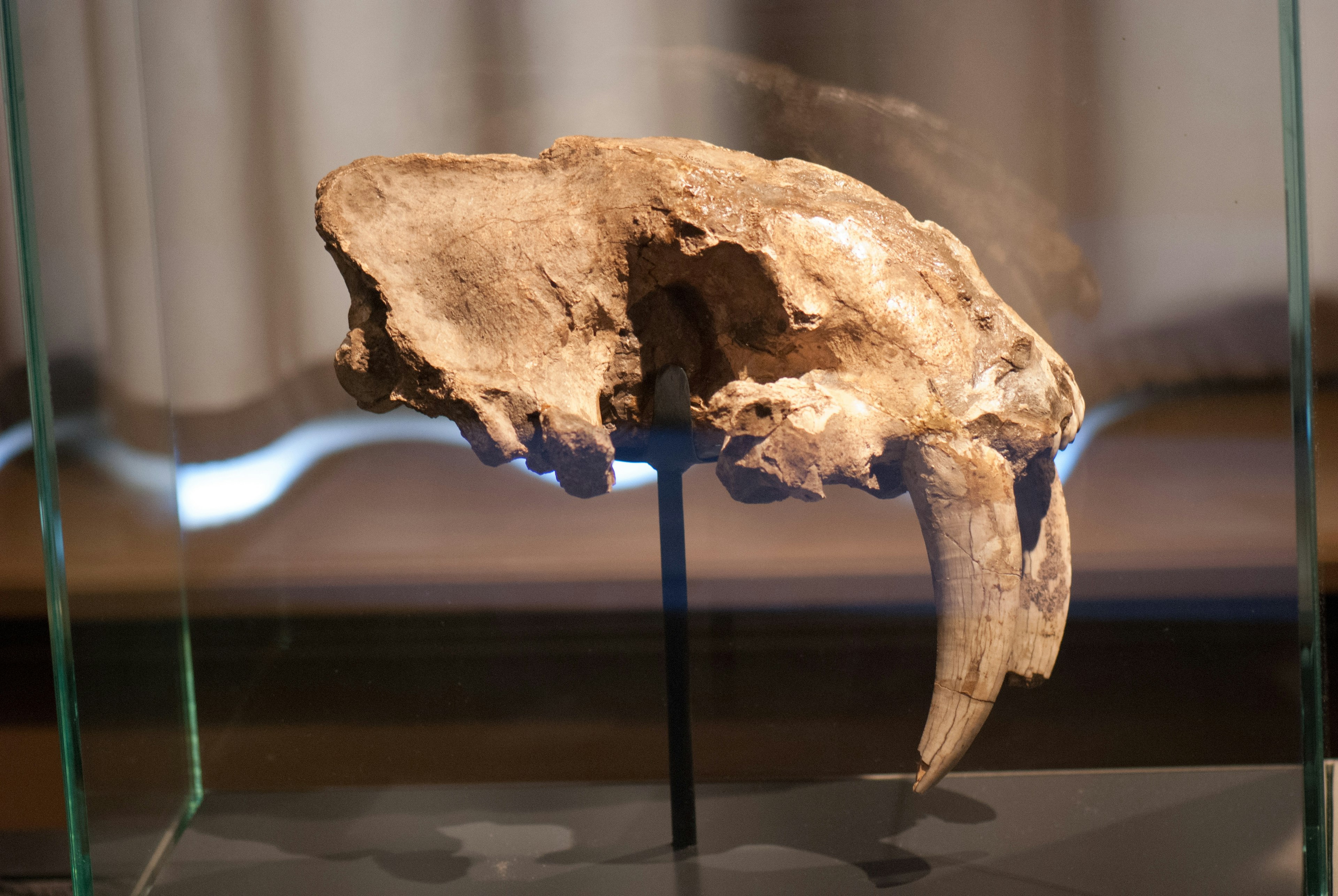 saber-tooth tiget skull