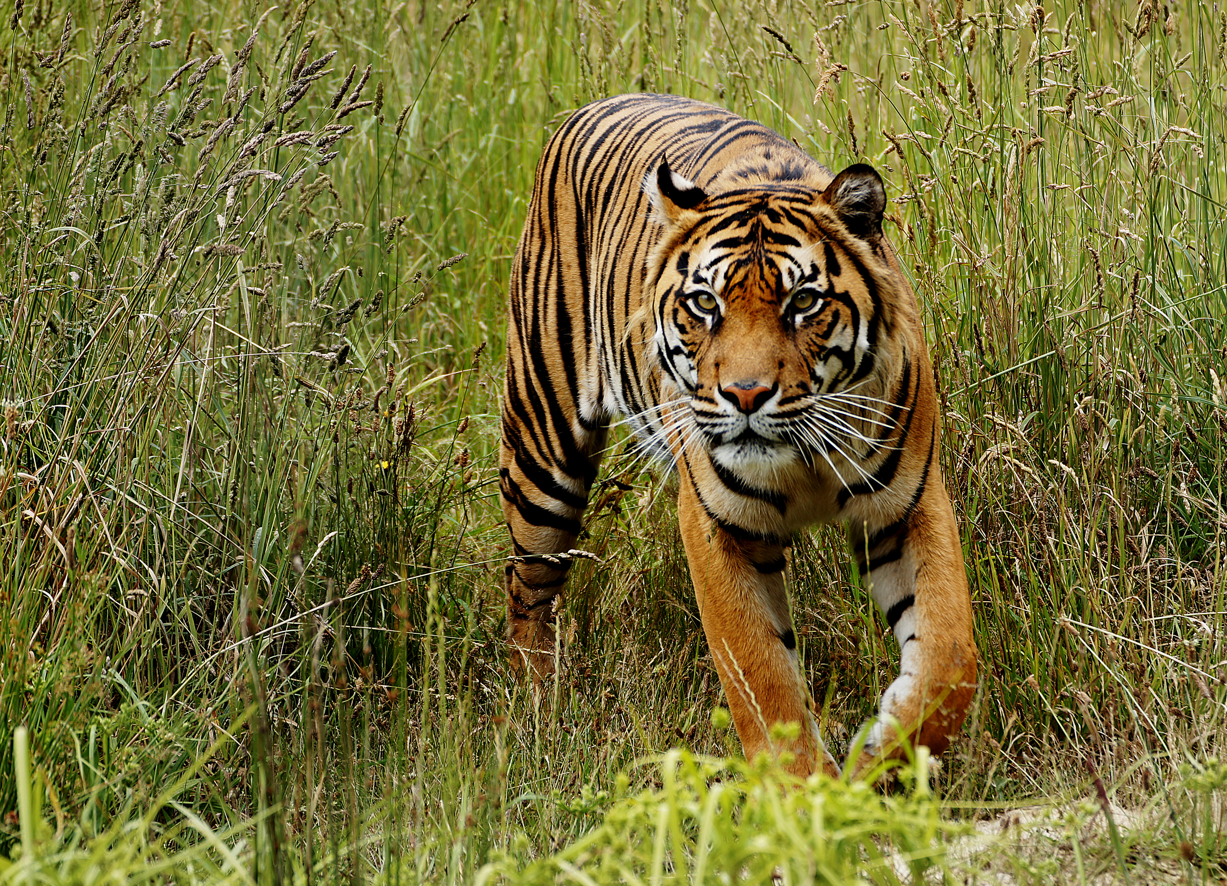 A Sumatran tiger, an endangered species from Indonesia