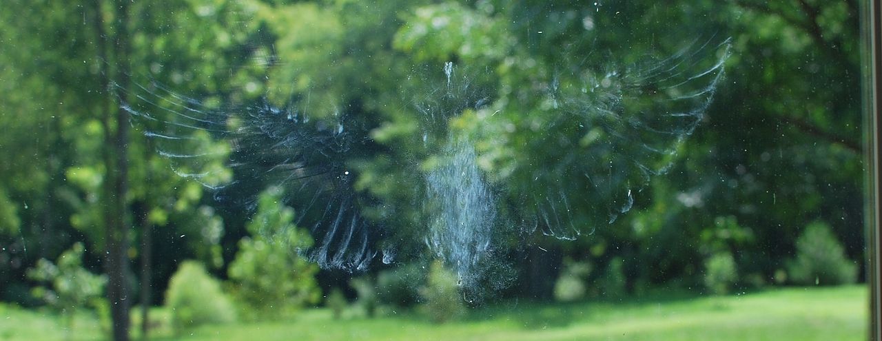 Imprint on a glass window caused by the bird flying into the window