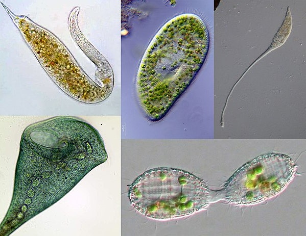 a collage showing five different eukaryotes with tiny cilia