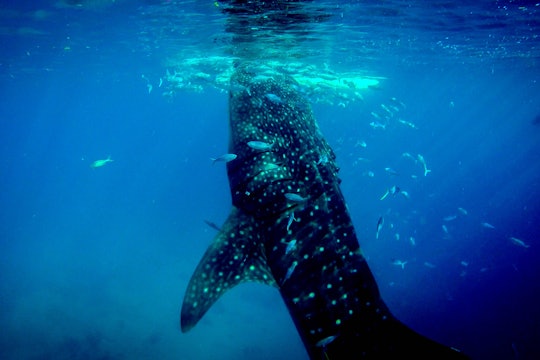 whale shark whale shark at the surface of the water with smaller fish all around