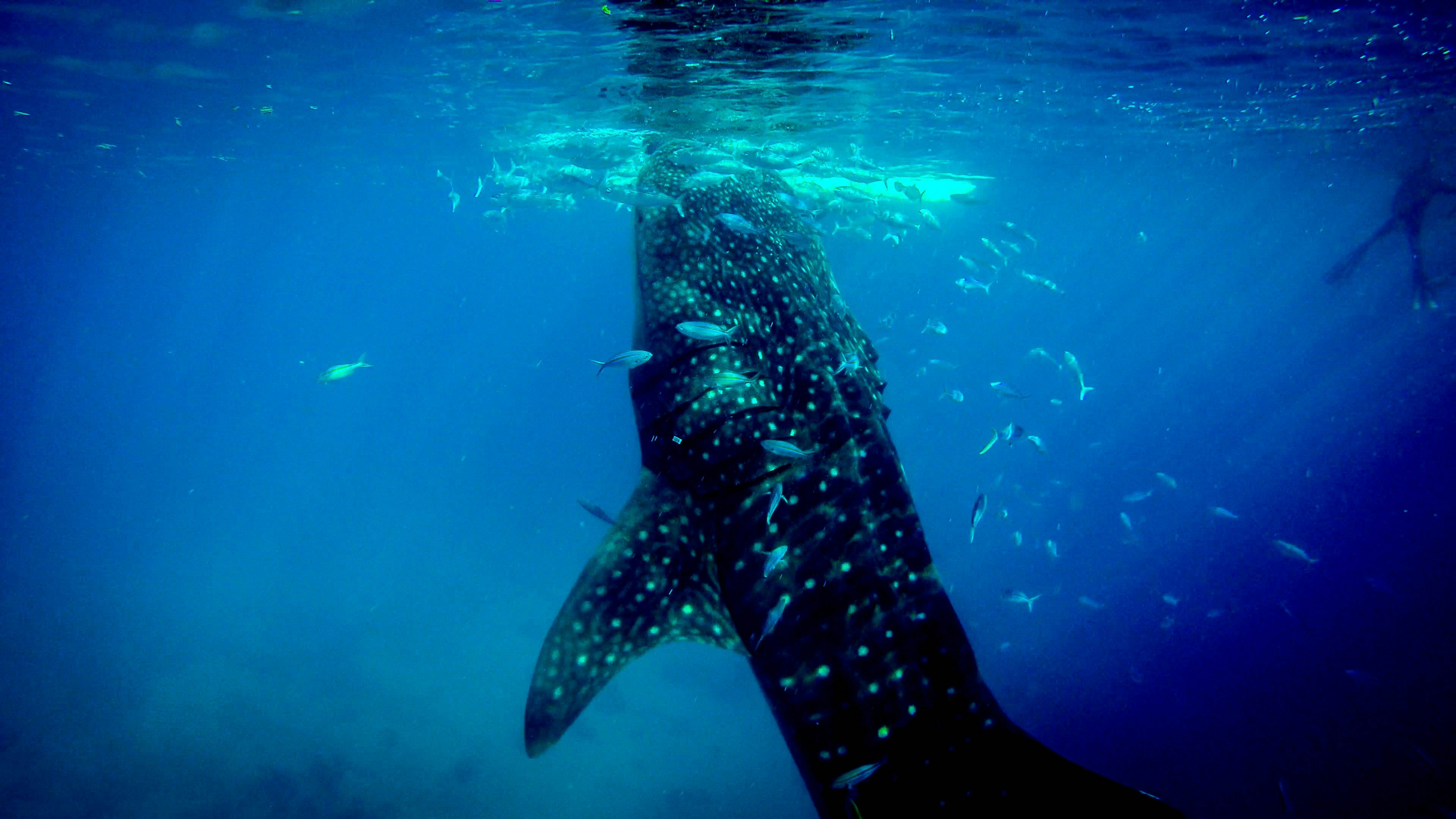 whale shark at the surface of the water with smaller fish all around