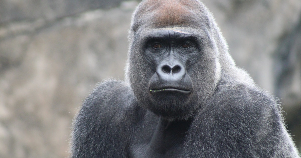 Unexpected gorilla snacking behaviors make scientists question what we