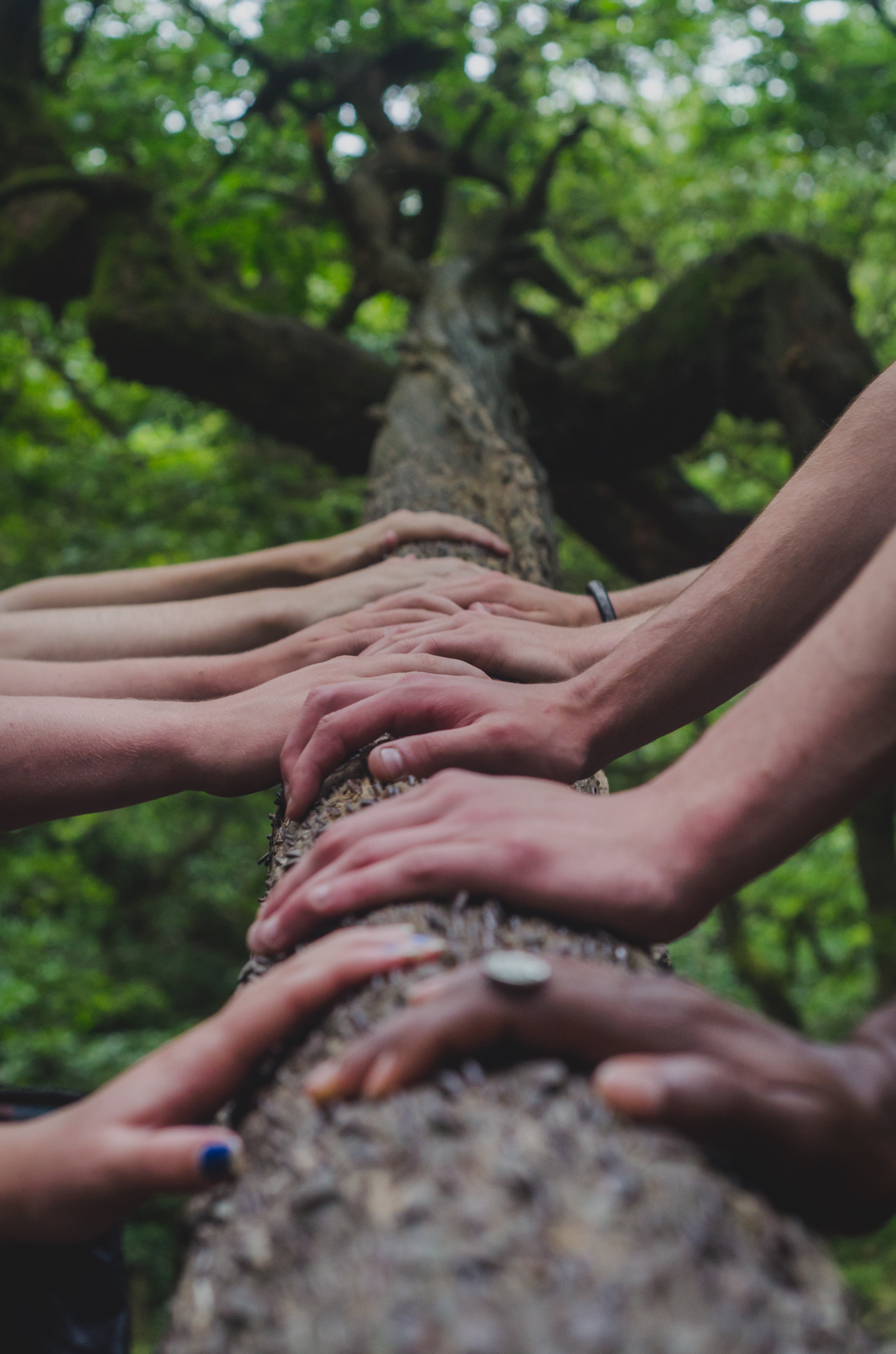 hands on a tree bark log diverse