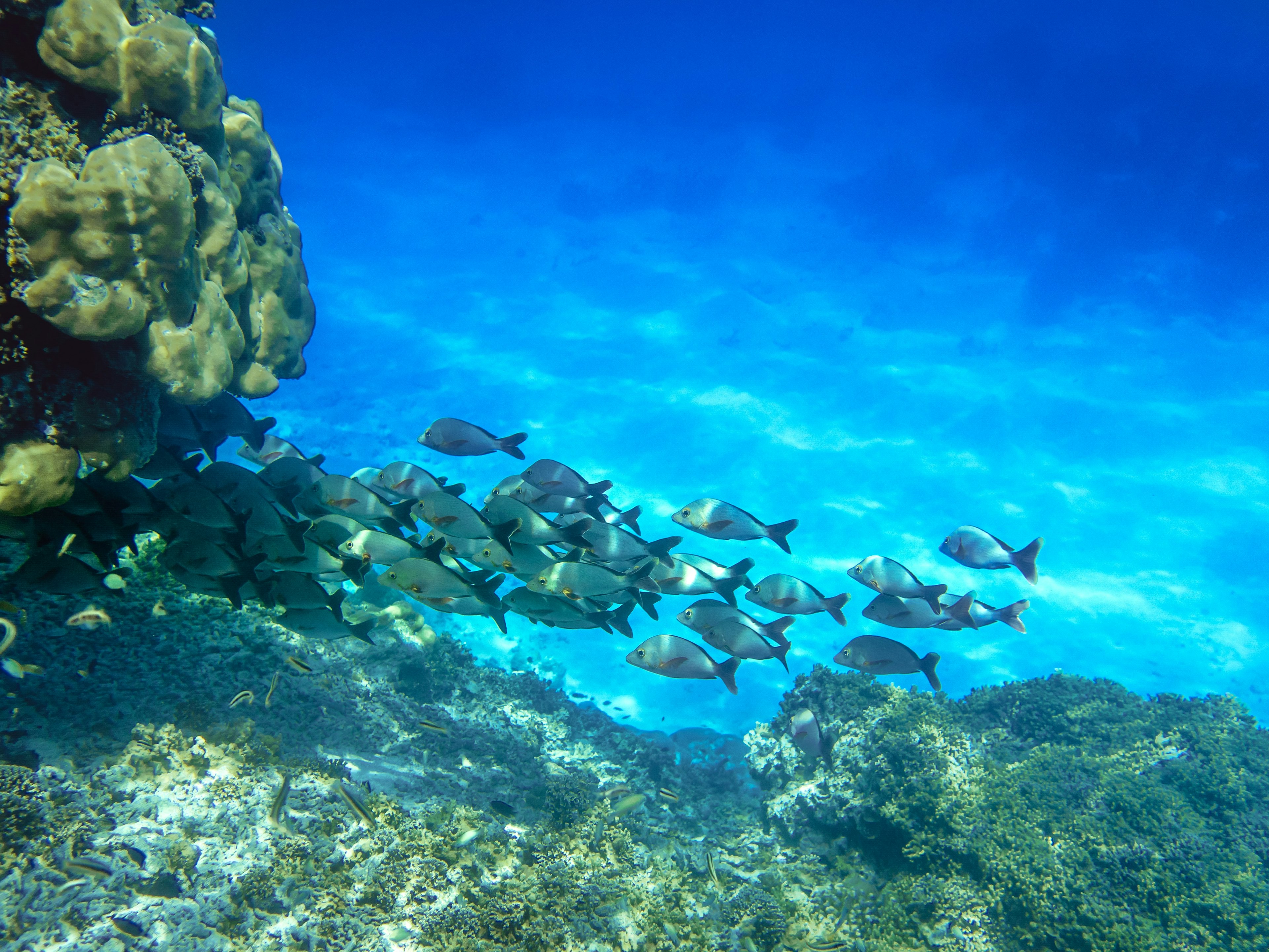 a school of fish near a coral outcrop