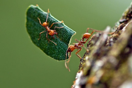 a leafcutter ant carrying a piece of leaf with another ant holding on for a ride