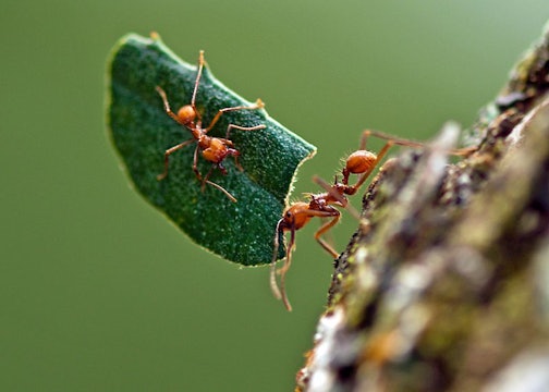 a leafcutter ant carrying a piece of leaf with another ant holding on for a ride