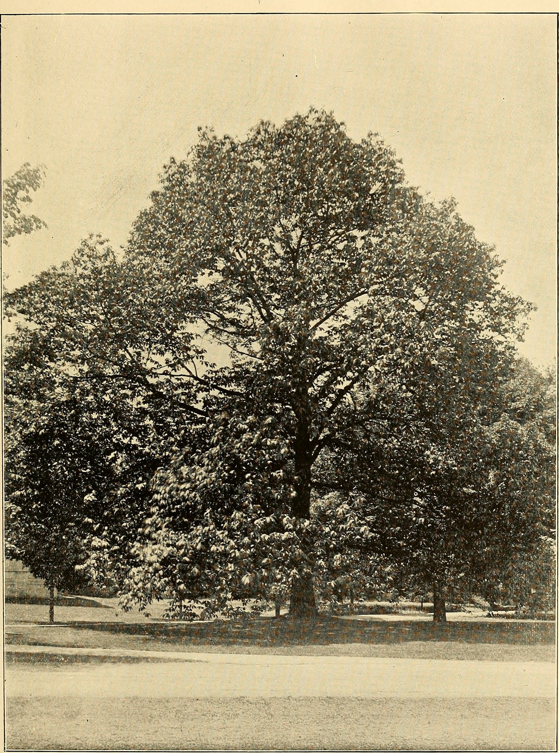 An American chestnut on the grounds of Vassar College, 1909