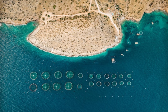 fish farming aerial photo of the coast with offshore round pens for fish