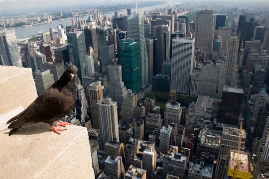 Empire state Pigeon NYC A pigeon overlooks the skyscrapers of New York City