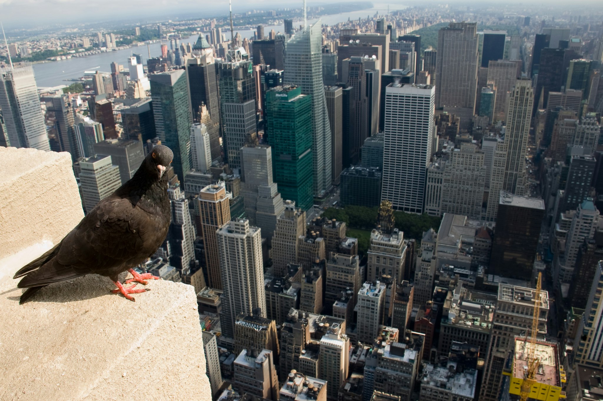 A pigeon overlooks the skyscrapers of New York City