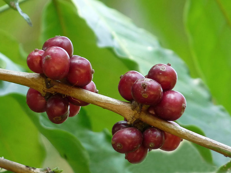 Robusta coffee cherries