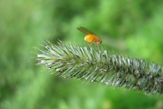 A fruit fly standing on a branch