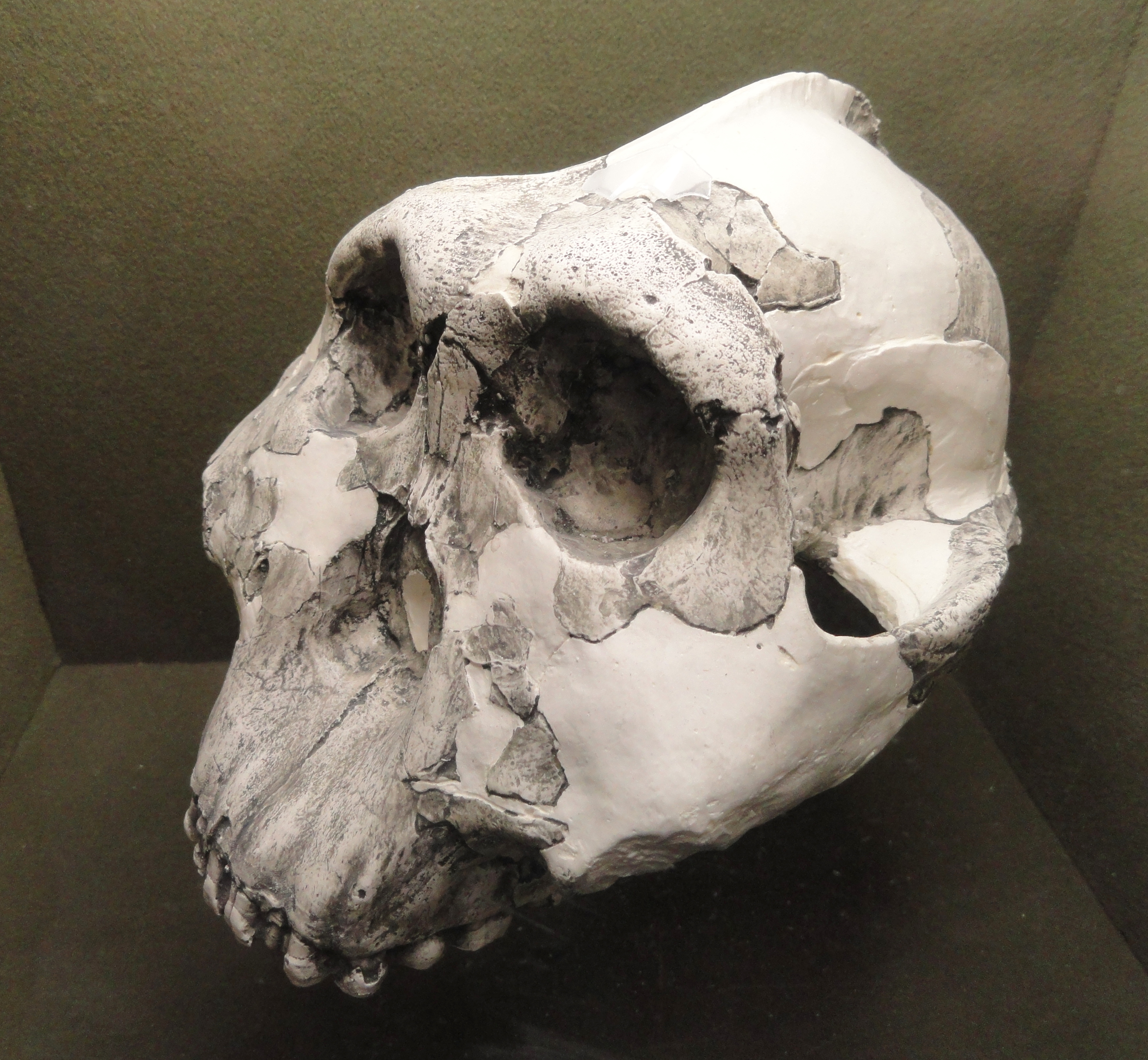 australophithecus boisei skull cast