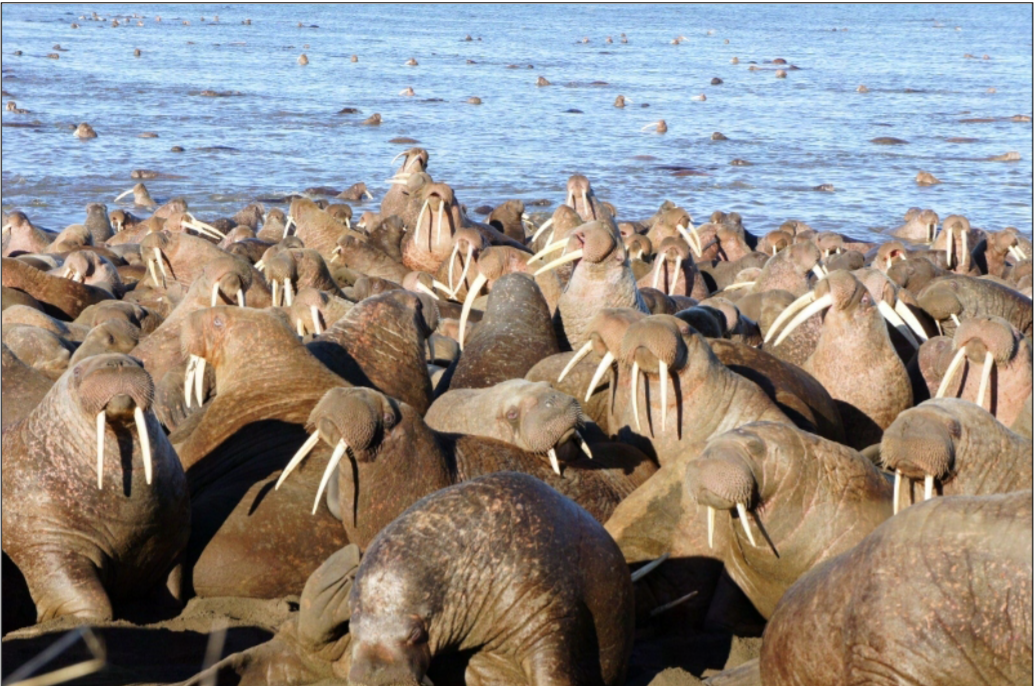A herd of walruses with large protruding tusks sitting next to the water.