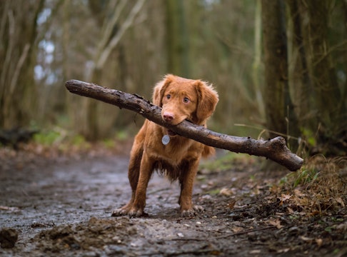 a golden retriever with a huge stick in its mouth