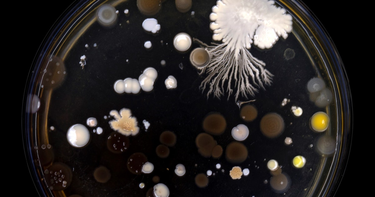 Using artificial intelligence to discover new treatments for superbugs