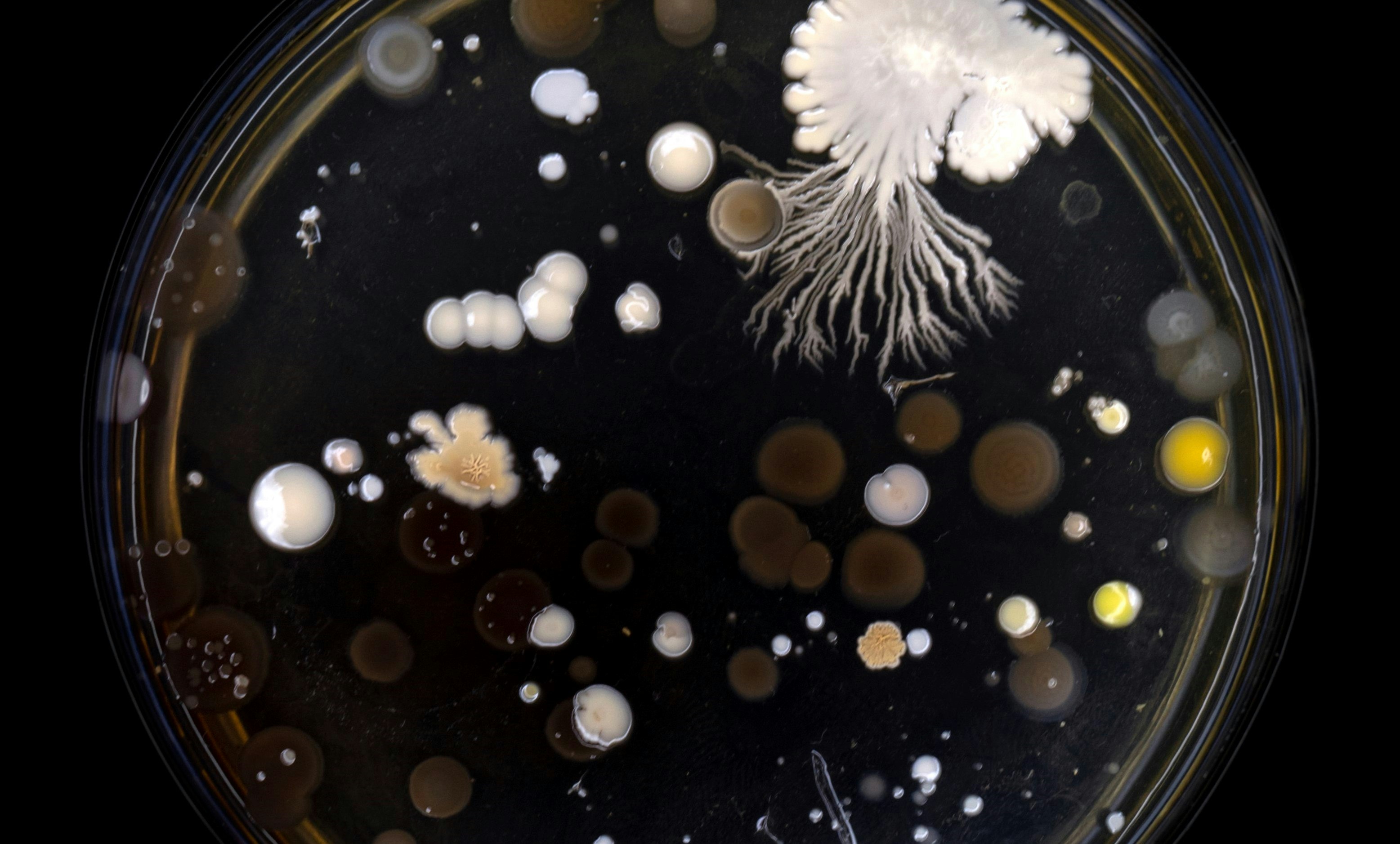 Colonies of bacteria grown in a Petri dish with a nutrient medium after touching the surface of the coins