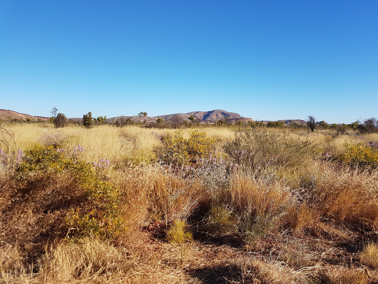 scrubby vegetation in a desert-like area