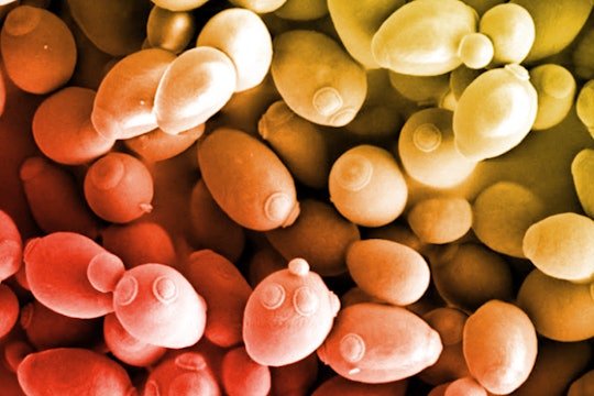 yeast