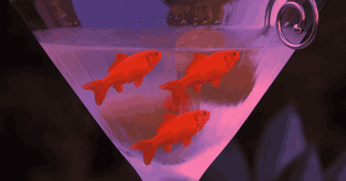 Goldfish Can Survive Without Oxygen For Months By Basically Getting Drunk